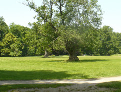 Zámecký park