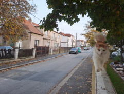 S písní v tísni