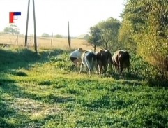 krávy mlsají řípu